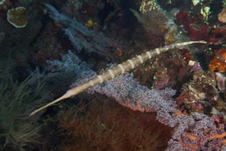 Narrow Pacific trumpetfish (Aulostomus chinensis) moves between colorful soft corals. USAT Liberty
