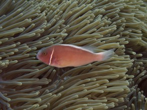 A pink collared anemonefish (Amphiprion perideraion) rests on a green anemone in the sea. Toyapakeh