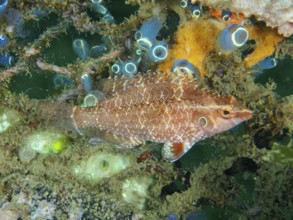 Elegant wrapfish, Lembeh dwarf lipfish (Pteragogus cryptus) surrounded by corals and marine life.