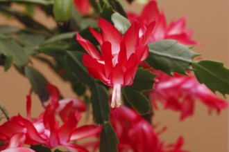 Christmas cactus (Schlumbergera truncata), flowers, in studio, North Rhine-Westphalia, Germany