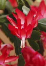 Christmas cactus (Schlumbergera truncata), flowers, in studio, North Rhine-Westphalia, Germany