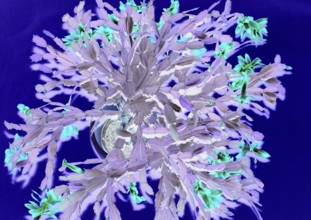 Christmas cactus (Schlumbergera truncata), with many flowers, from above, alienation, North