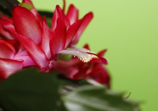 Christmas cactus (Schlumbergera truncata), flowers, in studio, North Rhine-Westphalia, Germany