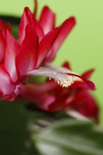 Christmas cactus (Schlumbergera truncata), flowers, in studio, North Rhine-Westphalia, Germany