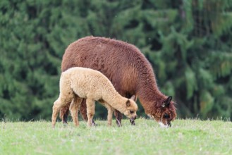 A young white alpaca (Vicugna pacos) grazes next to its brown mother on a green meadow on hilly
