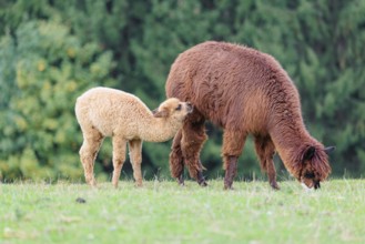 A young white alpaca (Vicugna pacos) stands next to its brown mother on a green meadow on hilly