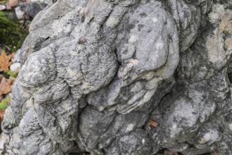 Sand rose, barytrose, sedimentary rock, Tertiary geological age, 40 million years old,