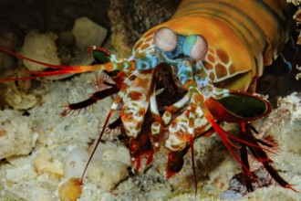 Underwater photo close-up of clown mantis crab (Odonthylactus scyllarus) looking directly at