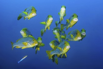 Close-up of group of small flocks 13 specimens of Oriental sweet lip (Plectorhinchus vittatus)