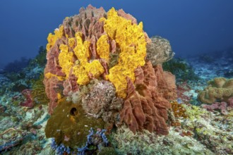 Colony collection of colorful sponges (Porifera), Pacific Ocean, Halmahera, Moluccas, Indonesia