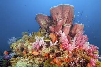 Colourful colorful coral block made of stony corals (Scleractinia) hard corals with coloured soft