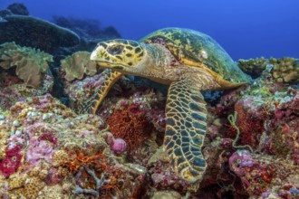 Hawksbill turtle (Eretmochelys imbricata) lies in colorful coral reef based on coral block, Red