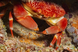 Coral stone crab (Carpillus corallinus) round crab, Caribbean, windward islands, islands above the