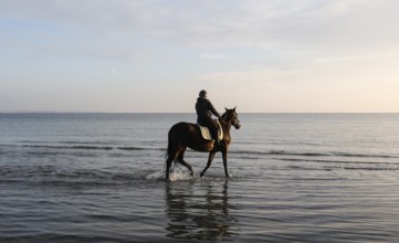 A rider rides her horse through the shallow water of the Baltic Sea at sunrise, Scharbeutz, 29.11