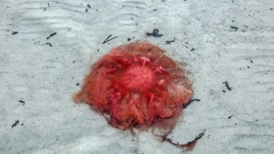 Fire jellyfish on the beach, Scharbeutz, 27.11.2025. Fire jellyfish can cause painful skin