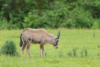 A roan antelope (Hippotragus equinus) grazes on a green meadow. South Africa
