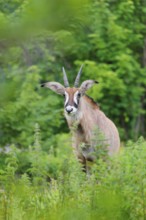 A roan antelope (Hippotragus equinus) stands in a green meadow with tall vegetation. South Africa