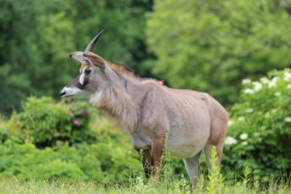 A roan antelope (Hippotragus equinus) stands in a green meadow with tall vegetation. South Africa