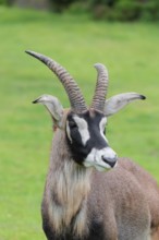 A roan antelope (Hippotragus equinus) stands in a green meadow. South Africa