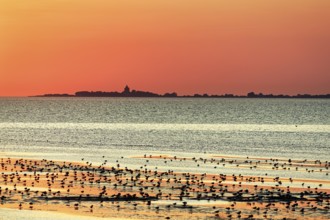 Orange sunset over the North Sea, Neuwerk island on the horizon, flock of birds, silhouette,
