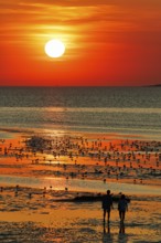 Orange sunset over the North Sea, flock of birds, two walkers, silhouette, coastline, Duhnen,