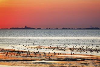 Orange sunset over the North Sea, Neuwerk island on the horizon, flock of birds flying up,