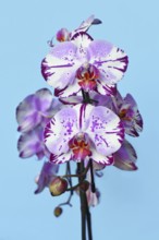Close up of two colored purple and white flower of 'Phalaenopsis Magic Art' orchid on blue