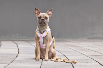 Cute French Bulldog wearing a y-shaped dog harness, leash and necklace in front of gray wall
