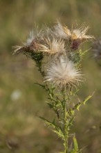 Common thistle (Cirsium vulgare), seed stand, Netherlands