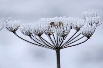 Dried inflorescence of a plant with ice crystals, MÃ¼nsterland, North Rhine-Westphalia, Germany