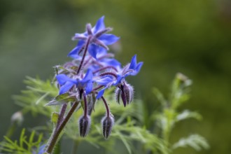 Borage (Borago officinalis), North Rhine-Westphalia, Germany