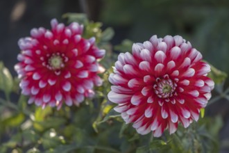 Dahlia (Dahlia), North Rhine-Westphalia, Germany