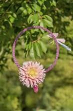 Pink dahlia in a ring with butterfly hanging in a tree, North Rhine-Westphalia, Germany