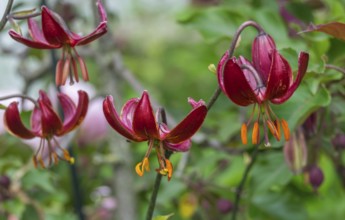Turkenbund Lily (Lilium martagon), MÃ¼nsterland, North Rhine-Westphalia, Germany