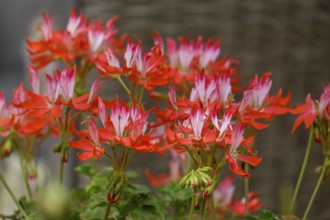 Perlargonie 'Fireworks' variety, North Rhine-Westphalia, Germany