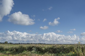 Reed, thatch (Phragmites australis) in the lagoon landscape, cloudy sky, Ahrenshoop, DarÃŸ,