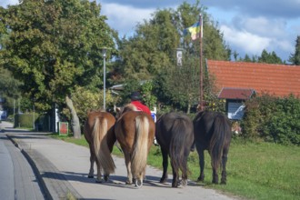 Four guided horses on the sidewalk, Mecklenburg-Western Pomerania, Germany