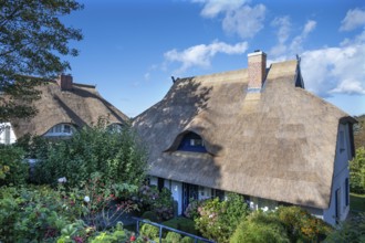 Private thatched houses, Ahrenshoop, DarÃŸ, Mecklenburg-Western Pomerania, Germany