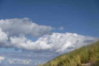 Beach oats (Ammophila) and clouds in the blue sky, Baltic Sea, DarÃŸ, Mecklenburg-Western