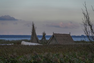 Fishing hut in reeds (Phragmites australis) on the banks of the lagoon, Ahrenshoop, DarÃŸ,