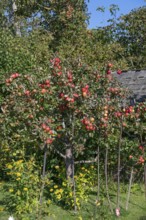 Apple tree (Malus) with ripe fruits, DarÃŸ, Mecklenburg-Western Pomerania, Germany