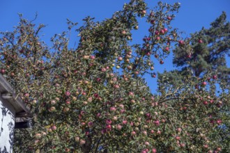 Apple tree (Malus) with ripe fruits, DarÃŸ, Mecklenburg-Western Pomerania, Germany