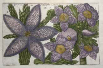 Apocymum seu, Fritillaria Cralsa, tab. 8, hand-coloured copper engraving after Mario Cammerari by