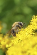 Field bumblebee (Bombus pascuorum) collecting nectar on the flower of a Canadian goldenrod