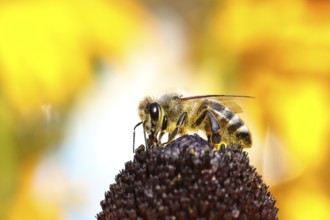 European honey bee (Apis mellifera), collects nectar from a flower of yellow coneflower (Echinacea