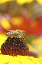 European honey bee (Apis mellifera), collects nectar from a flower of yellow coneflower (Echinacea