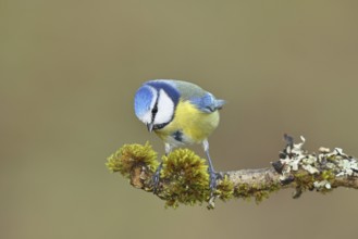 Blue tit (Parus caeruleus) sitting on a branch covered with lichens and moss, Wilnsdorf, North