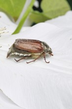 May beetle, field may beetle (Melolontha melolontha), female on the flower of clematis (Clematis),