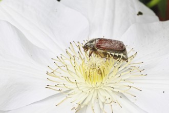 May beetle, field may beetle (Melolontha melolontha), female on the flower of clematis (Clematis),