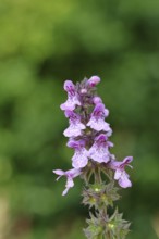Forest goat (Stachys sylvatica), flower, inflorescence on a forest path, formerly the plant was